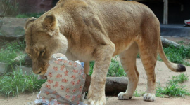 Фотоогляд: Звірі зоопарку Сіднея отримали новорічні подарунки