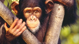 Шимпанзе винайшли вудку для термітів