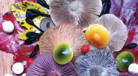 Художниця Джилл Блісс перетворила дикі гриби на яскраві витвори мистецтва
