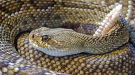 Учёные создали водоотталкивающий материал, который восстанавливается, как змея