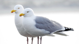 Сріблясті чайки бояться людського погляду, — дослідження