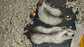 Аномальне тепло завадило мишам і хом'якам виростити дітей, — дослідження