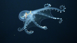 Морские биологи обнаружили очень редкого «стеклянного» осьминога (ВИДЕО)