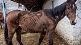 Скаковая лошадь, проданная за более чем $300 000 и оставленная в грязном сарае умирать от голода, спасена. ФОТОрепортаж