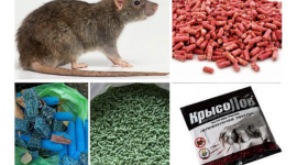 Что делать, если в гараже завелись мыши? Советы профессиональных дезинсекторов