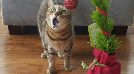 "Візьми мене на ручки! Мені лячно!" — кумедна реакція котиків і песиків на невідоме розсмішила інтернет