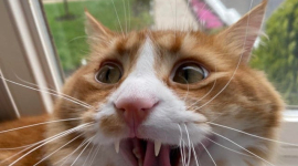 "Я страшний зубастий кіт!" — курйозні котики з іклами насмішили інтернет