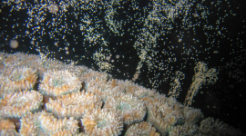 Учёные выяснили, что кораллы могут справиться с изменением климата