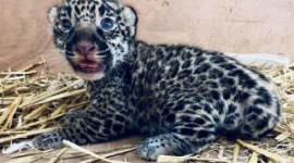 Французький зоопарк Бордо-Пессак повідомив про народження дитинча рідкісного ягуара