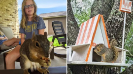 Дівчинка з Техасу побудувала чарівний будиночок на дереві для осиротілої білки. ФОТОрепортаж