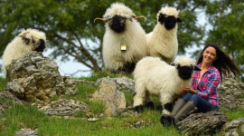 Владельцы волшебной отары черноносых овец считают, что они «лучшие домашние животные в мире»