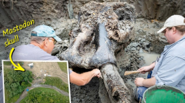 Череп мастодонта возрастом 13 600 лет найден в русле ручья — возможно, его убили люди