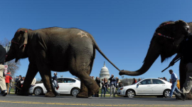 Парад слонов у Капитолийского Холма в Вашингтоне. Фоторепортаж 