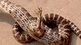 В Китае обнаружили змею с одной лапой. ФОТО
