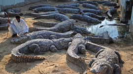 Деревни Нигерии заполнили крокодилы и змеи