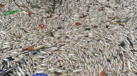 Много погибшей рыбы плавает в реке на северо-западе Китая