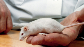 Учёные заметили, что крысы видят «свет в конце тоннеля»