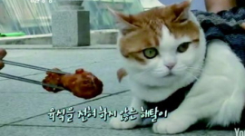 В Южной Корее в храме живет удивительная кошка-буддист 