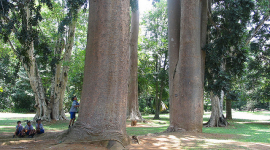 Погибают самые большие деревья планеты — экологи