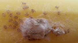 Британская семья обнаружила в связке бананов ядовитых пауков