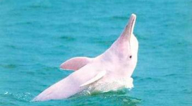 Китайские белые дельфины почти вымерли в Китае