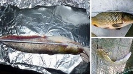Рыба из реки Янцзы может вызвать раннее половое созревание – Гринпис