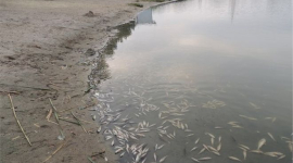 Экоинспекция Харькова сообщила, почему массово умирала рыба