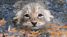 Львята учатся плавать в зоопарке США 