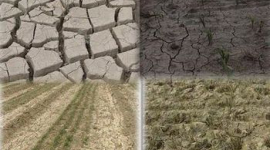 Около 90% урожая уничтожила засуха на северо-западе Китая