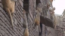 В Агре тысячи обезьян забираются в дома и воруют еду