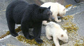 Сельва белых медведей