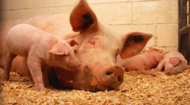 В России вспышка африканской чумы у свиней