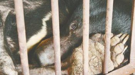 Погоня китайцев за наживой вынуждает животных совершать самоубийства