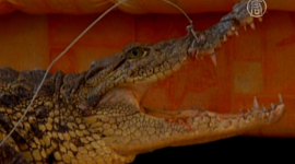 Нильский крокодил живёт в иркутской квартире