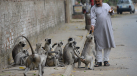 В Индии наняли «мужчин-обезьян» для защиты парламента