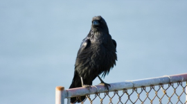 В России вороны побили камнями машины депутатов