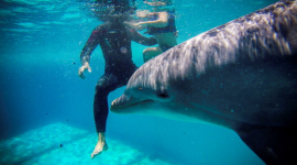 Дельфины спасли самоубийцу