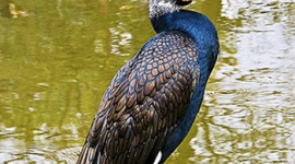 Водоплавающая птица: корморан 