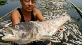 Более 100 тонн рыбы погибло в реке в результате загрязнения на юго-востоке Китая 