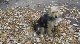 В селе под Киевом хотят ликвидировать более двух сотен собак