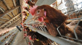 Новый штамм птичьего гриппа H10N8 распространяется в Китае