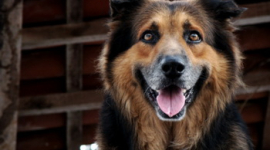 Собаки-медики ставят диагноз: от вас пахнет раком 