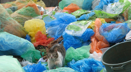 Украинцы просят ввести штрафы за выброшенный мусор