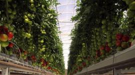 В пустыне Австралии появилась самая крупная эко-ферма