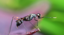 Комары — разносчики микропластика: проблема загрязнения усугубляется