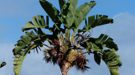  Новый текстиль из листьев ананаса и банановой пальмы — Circular Systems