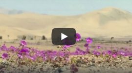 Цветущая пустыня радует туристов в Чили (ВИДЕО)