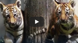 Четыре бенгальских тигрёнка очаровали гостей зоопарка в Мексике