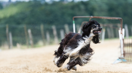 Король баланса: необычные и забавные трюки пса сделали его интернет-звездой