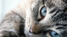 "Помогите! Спасите!": уморительная кошка освоила человеческий язык, лишь бы не ехать к ветеринару